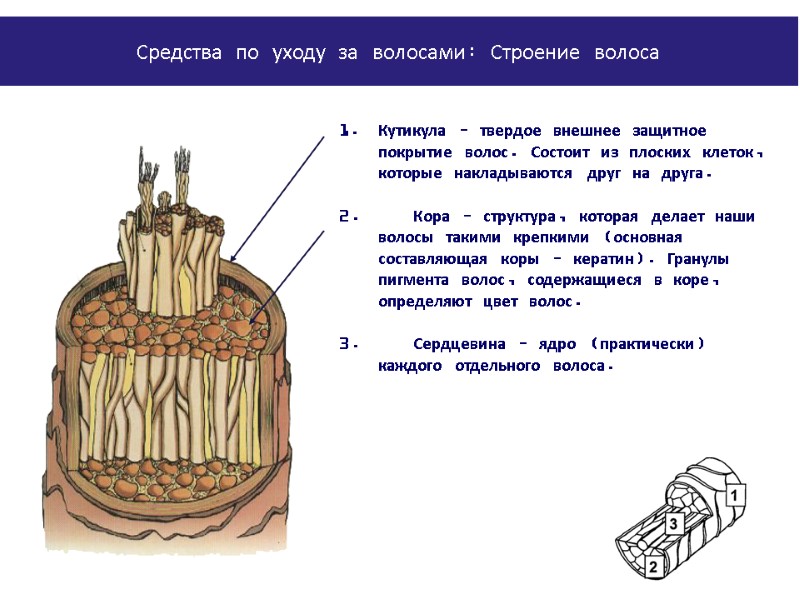 Кутикула – твердое внешнее защитное покрытие волос. Состоит из плоских клеток, которые накладываются друг